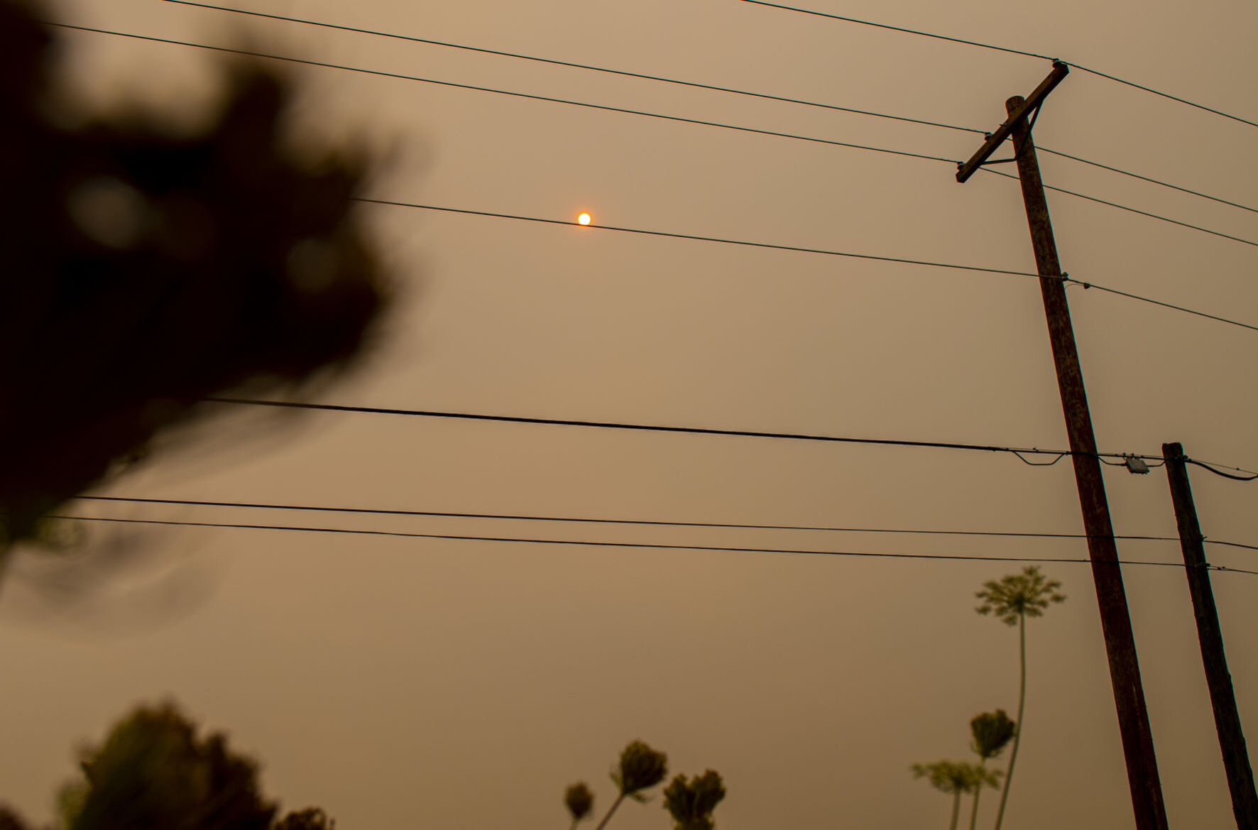 Woodland smoke